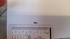 Cryptamorpha desjardinsi