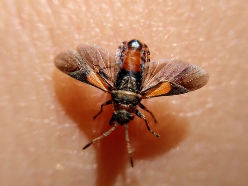 Elm Seed Bug, photo 4 of 10