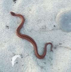 Vipera berus berus