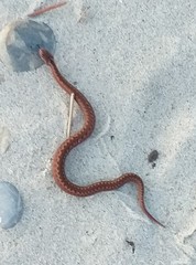 Vipera berus berus