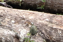 Graptemys pearlensis