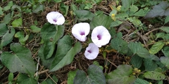 Ipomoea setifera
