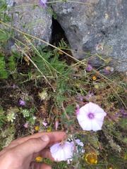 Convolvulus althaeoides althaeoides