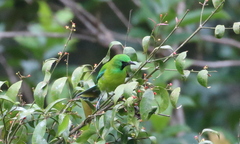 Chloropsis kinabaluensis