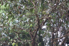 Chloropsis kinabaluensis