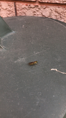 Ptecticus trivittatus