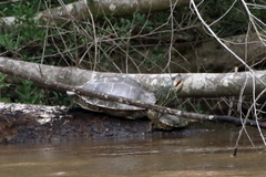 Graptemys pearlensis
