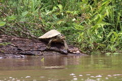 Graptemys pearlensis