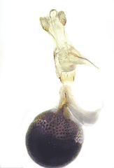 Eupithecia lariciata