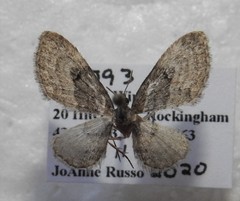 Eupithecia lariciata