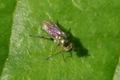 Achradocera