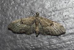 Eupithecia lariciata