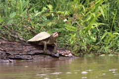 Graptemys pearlensis