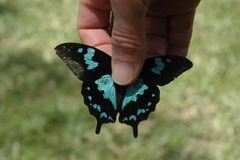 Papilio epiphorbas