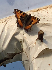 Aglais urticae