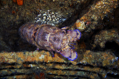 Scyllarides latus
