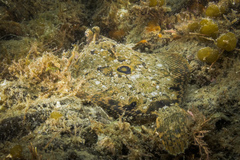 Pleuronichthys coenosus