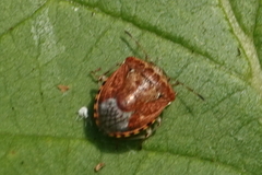 Cosmopepla intergressa