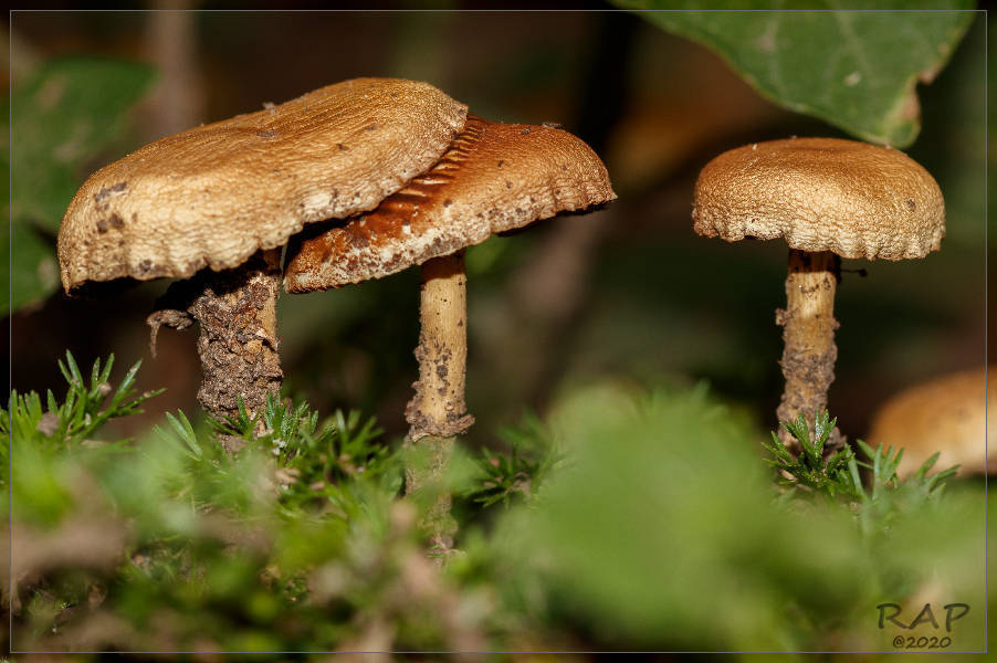 Agrocybe pediades · January 2020 · photo: © r-a-p (iNaturalist, cc-by)