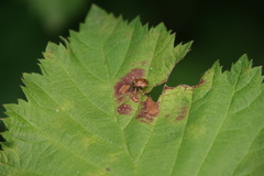 Cosmopepla intergressa