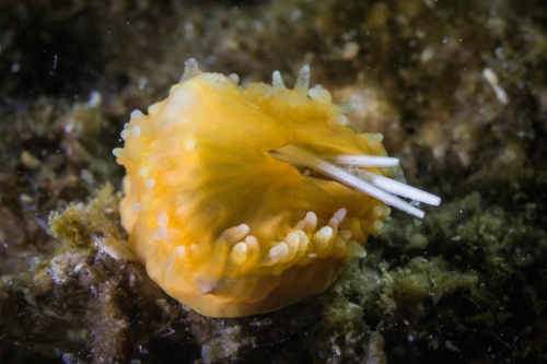 Orange Cup Coral