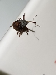 Anthonomus quadrigibbus