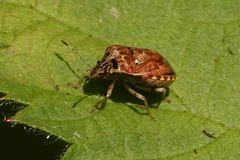 Cosmopepla intergressa