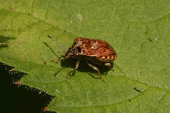 Cosmopepla intergressa