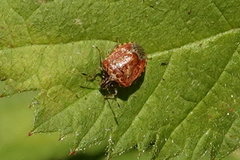 Cosmopepla intergressa