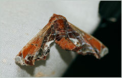 Eutelia pulcherrimus