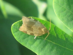 Choristoneura hebenstreitella