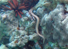 Gymnothorax melatremus