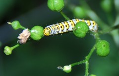 Cucullia scrophulariae