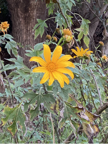 Mexican sunflower