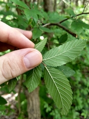Ulmus crassifolia