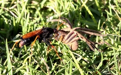 Tachypompilus ignitus