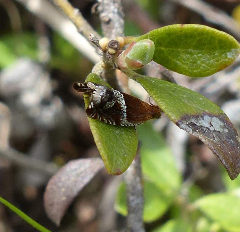 Strawberry Leafroller Moth