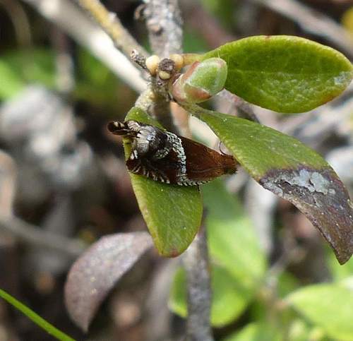 Strawberry Leafroller Moth