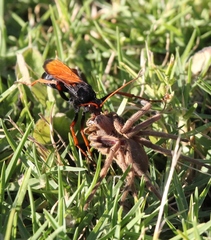 Tachypompilus ignitus