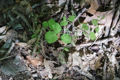 Desmodium rotundifolium