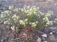 Lepidium fremontii
