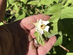 Rubus neomexicanus