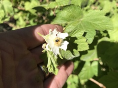 Rubus neomexicanus