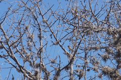 Vireo gilvus