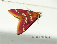 Pyrausta signatalis