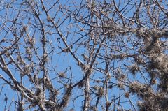 Vireo gilvus