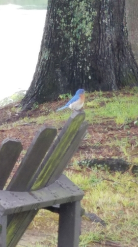 Eastern Bluebird photographed in Alabama