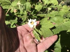 Rubus neomexicanus