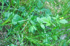 Geum macrophyllum macrophyllum
