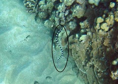 Leiuranus semicinctus